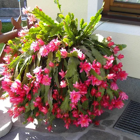 Haus Gruenbergblick * مايرهوفن