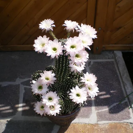Haus Gruenbergblick Lägenhet Mayrhofen