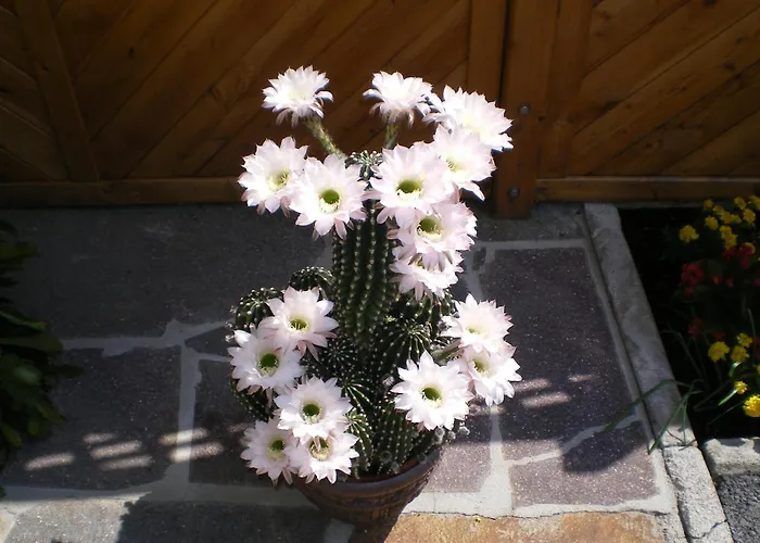 Haus Gruenbergblick Lägenhet Mayrhofen